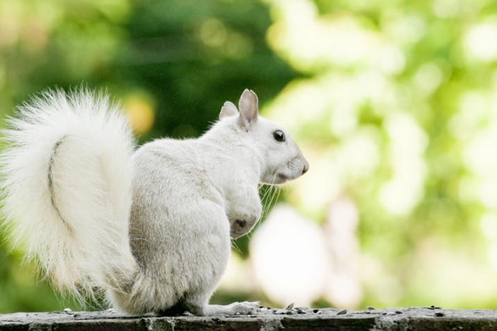 squirrel white closeup