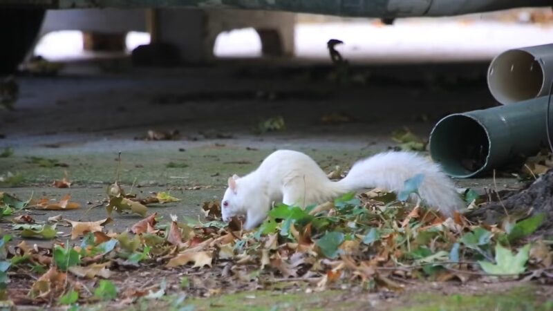 white squirrel grass