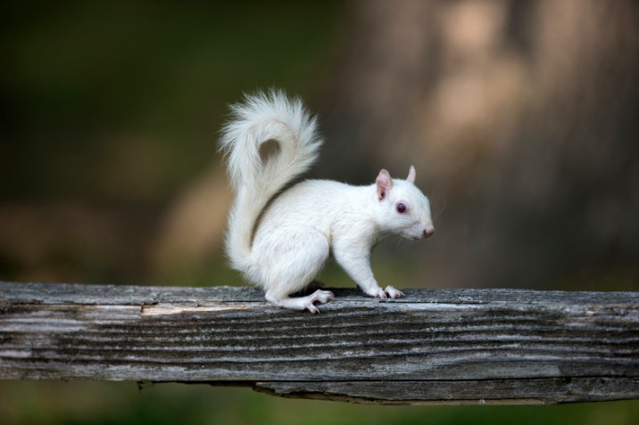 white squirrel luck