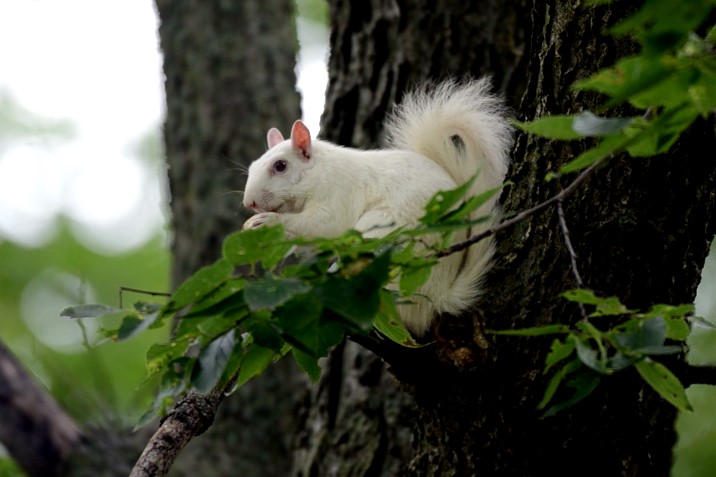 white squirrel nature