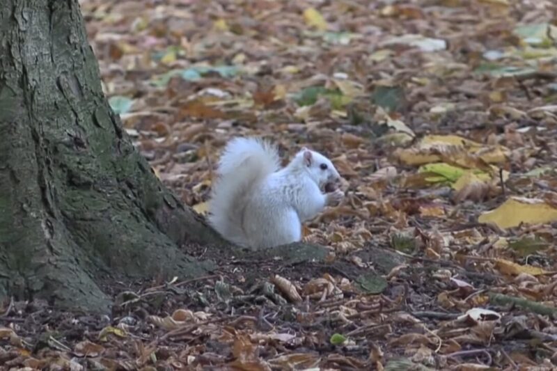 white squirrel tree
