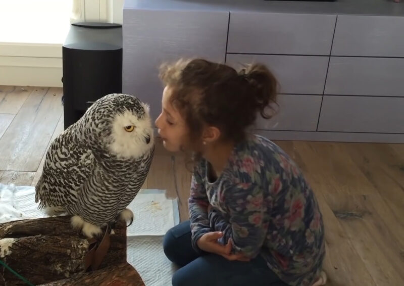 Little Girl and Owl