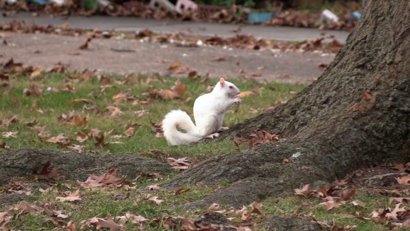 Rare Albino White Squirrel Eating its Nuts