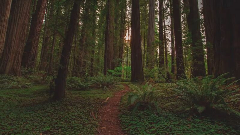 Redwood National Park