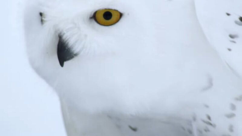 Snowy Owls side