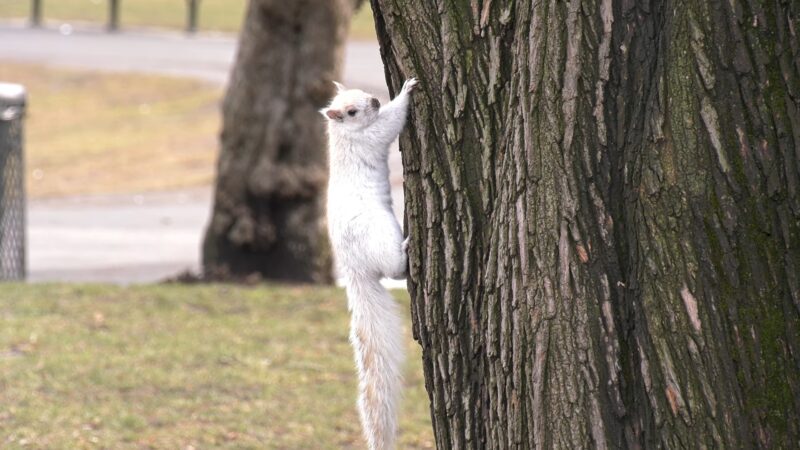 White squirrel on tree
