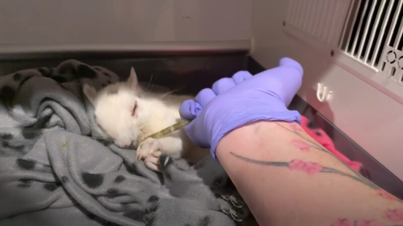 Woman Spends 5 Months Saving A White Squirrel