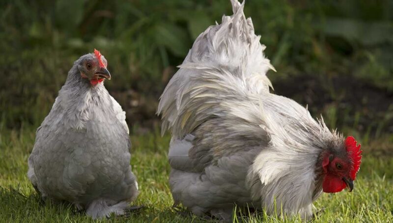 chicken