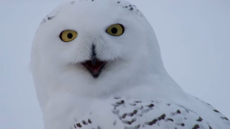 showy owl close up