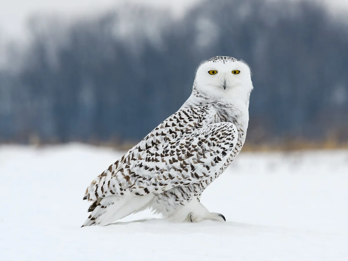 snowy owls