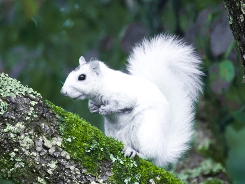 white squirrel
