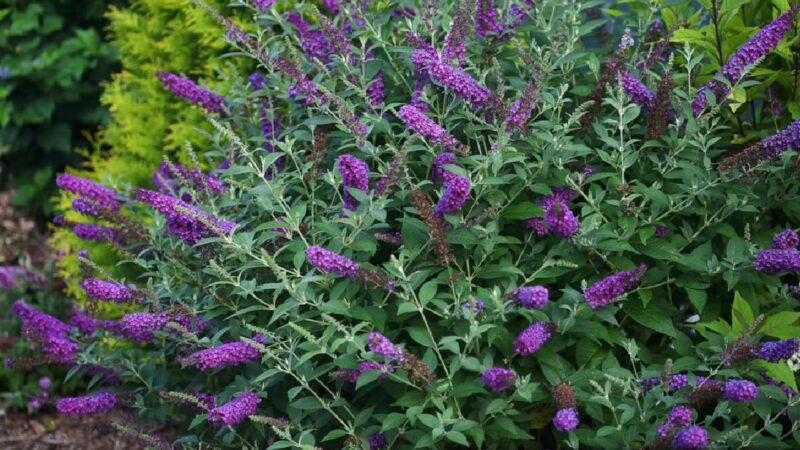 Butterfly Bush