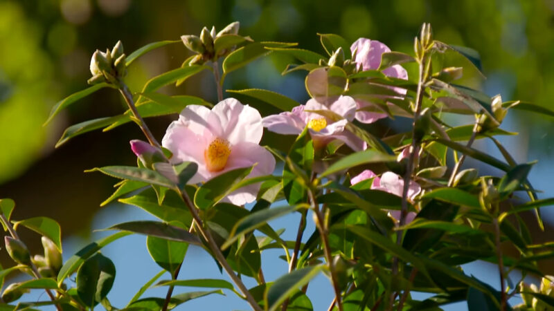 Camellias