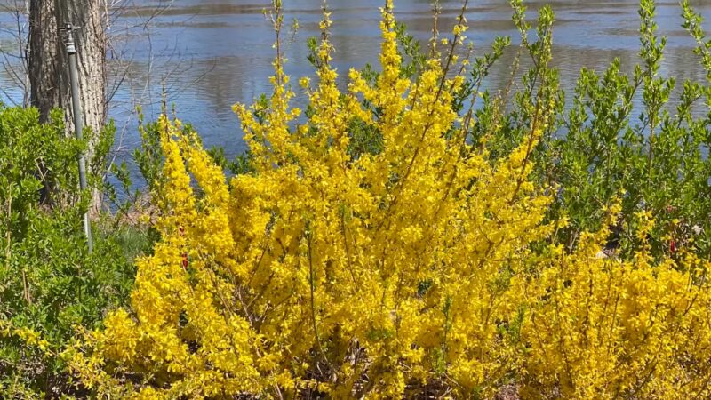 Forsythia