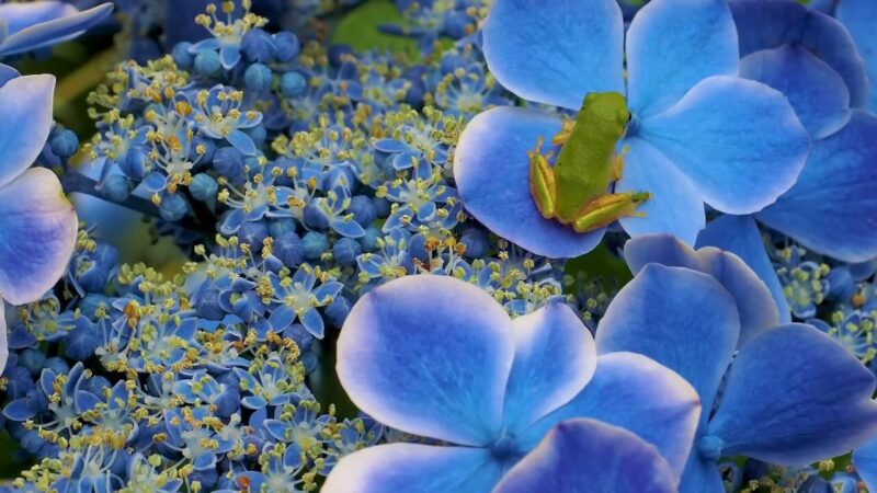 Hydrangeas