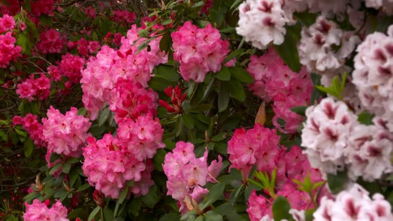 Rhododendrons