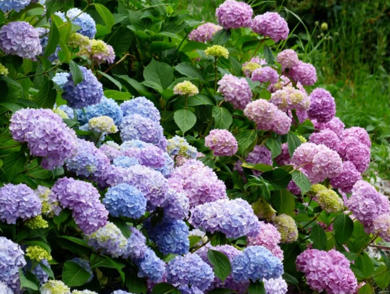 Favorite Flowering Shrubs