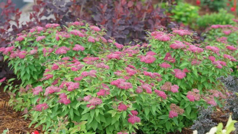 Spirea